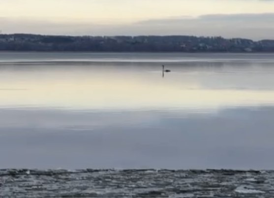 В Челябинске объяснили, почему исчезли лебеди — оказалось, они улетели на зимовку | С водоёма в Челябинске при странных обстоятельствах исчезли лебеди 