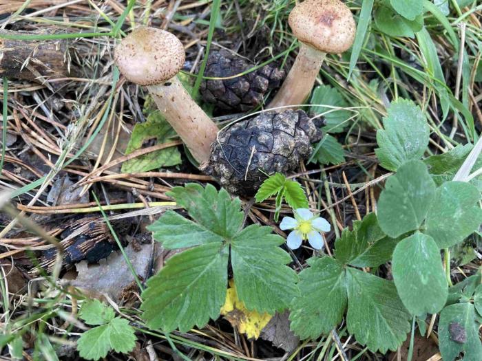 В нацпарке «Таганай» из-за кратковременного тепла зацвела земляника | Земляника зацвела в челябинском нацпарке «Таганай»