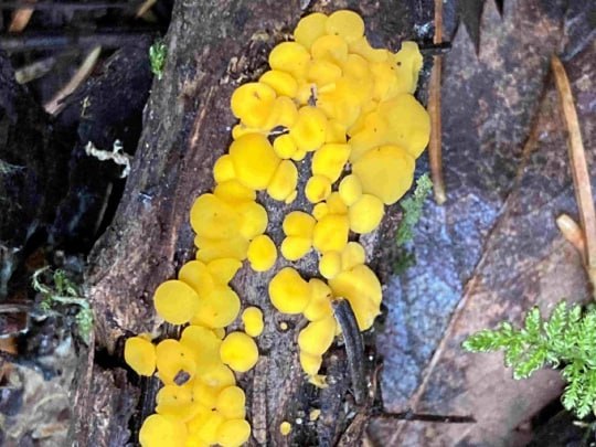 Их ценят в Европе — в Челябинской области нашли уникальные грибы  | Грибы-деликатесы найдены в нацпарке «Таганай» 