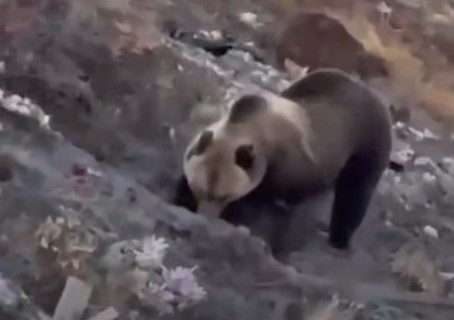 В Златоусте медведь раскопал могилу, чтобы пообедать останками | На кладбище Златоуста медведь раскопал могилу