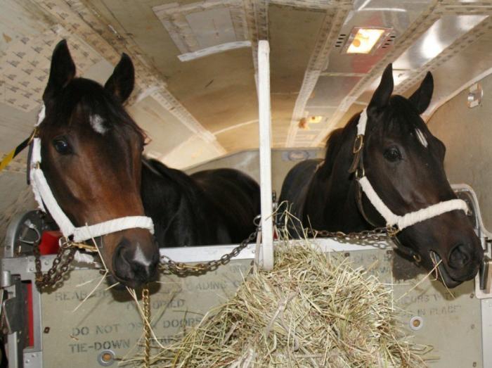  Россельхознадзор пресёк попытку нелегального вывоза лошадей из Челябинской области в Казахстан | В Челябинской области пресекли незаконный вывоз лошадей в Казахстан