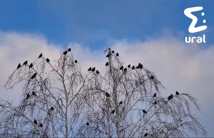 Бьются в окна — Челябинск заполнили пьяные птицы 