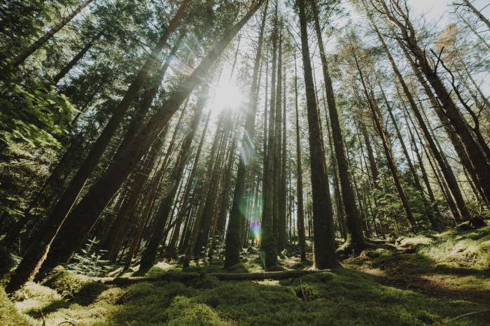 В Челябинске жители Паркового протестуют против вырубки леса 