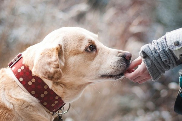 Нелегальный приют для собак в Челябинске привлёк внимание Бастрыкина 