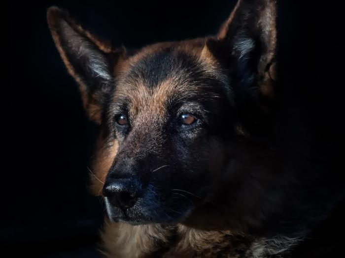 В Челябинской области женщину, издевавшуюся над собаками, ждёт лечение
