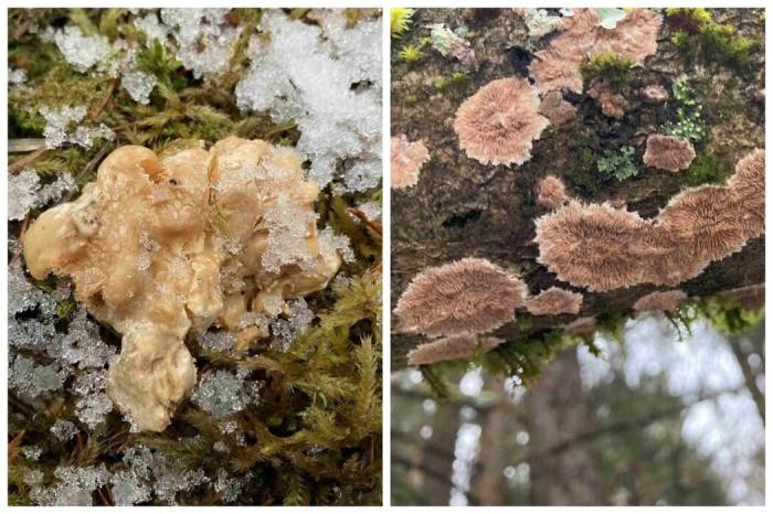 Что растёт в лесу зимой? Челябинцев удивили зимние находки на Таганае