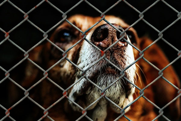 Отлов безнадзорных животных в Челябинске: ответственность перешла к муниципальной службе