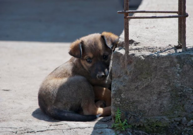 Скандал с «Додо Пиццей»: курьера уволили после помощи бездомной собаке